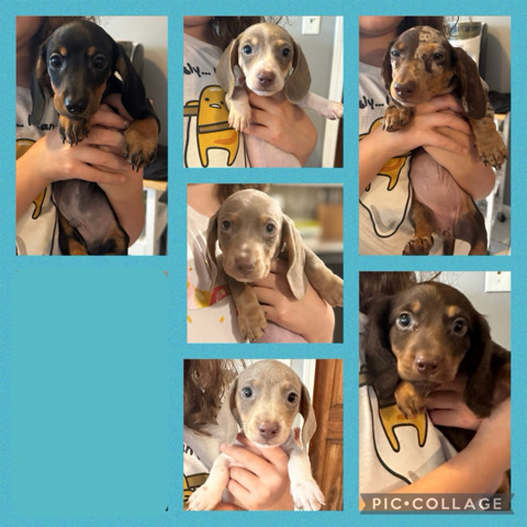 Dachshund – AKC dachshunds
