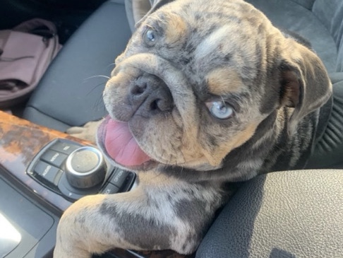 American Bulldog - I’m a nursing student and I just don’t have the time and proper attention to give to my dog anymore. available for adoption in San Diego