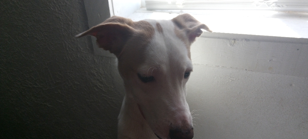 American Pit Bull Terrier – Sonny.