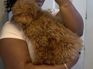 Poodle – Poodle – Royal Palm Beach