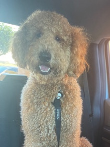 Poodle – Copper