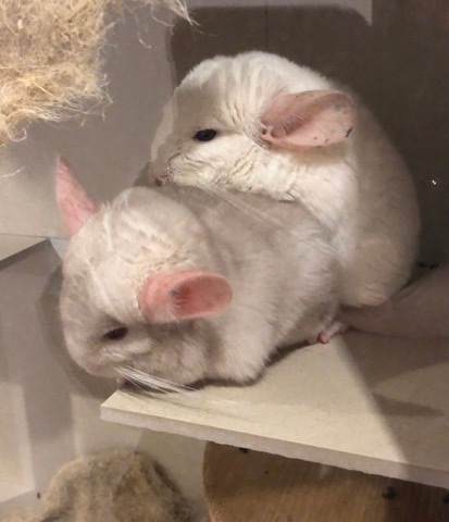 chinchilla – Chinchillas 1 Jahr