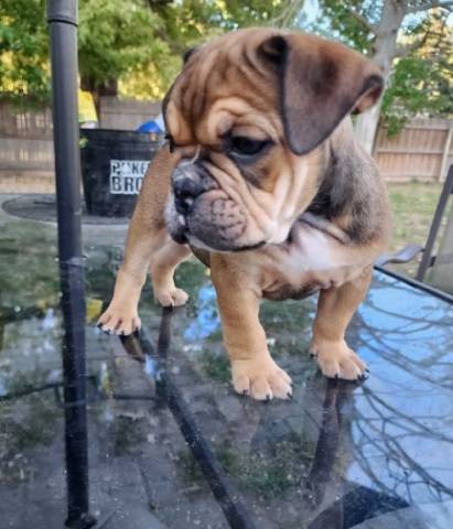 Bulldog – Bulldog puppies