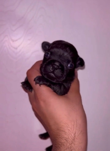 French Bulldog – French Puppy Available Now