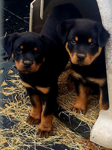 Rottweiler – Rottweiler pups
