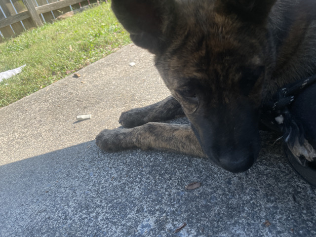 Belgian Shepherd Dog (Malinois) – Belgium Malinois