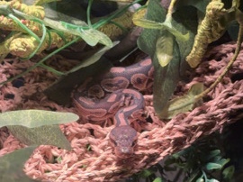 Ball Python – Basic Ball Python + whole inclosure – Hadley