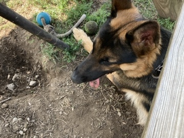 German Shepherd – rehoming 9 month old german sheperd – New Milford