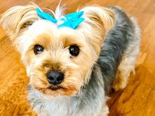 Morkie – Loving, Fully Vaccinated Morky (4 Years Old) Seeking a Caring Forever Home – Potomac