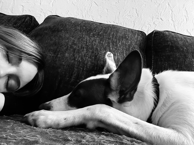 German Shepherd – Rehoming Dog