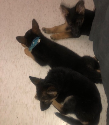German Shepherd – puppies for sale