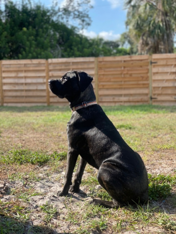 Cane Corso – 9 Month Old Cane Corso