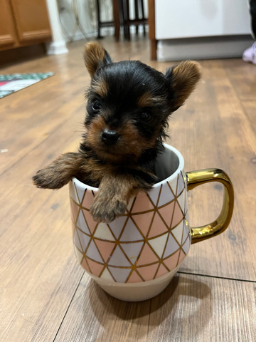 Yorkshire Terrier – Yorkie Puppy