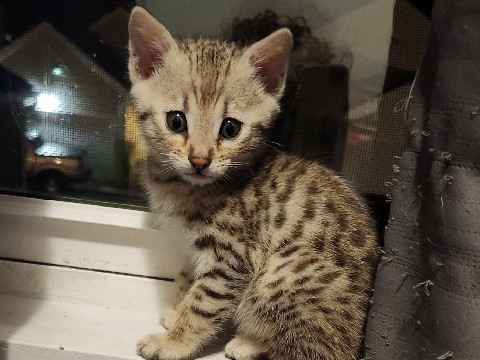 Bengal – bengal kittens