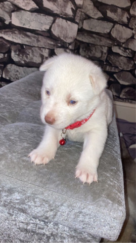 Siberian Husky – 3 week old Siberian huskies
