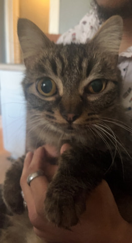 Dwarf cat – dumbo