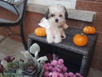 Shih Poo - Adorable Shih-Poo Shih Tzu x Poodle Puppies Ready for Their Forever Homes! 🐾 available for adoption in Vaughan