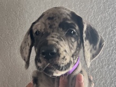 Great Dane – Great Dane – Norco