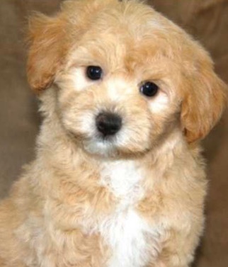 Maltese – maltipoo puppies