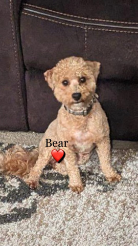 Shih Tzu – his name bear