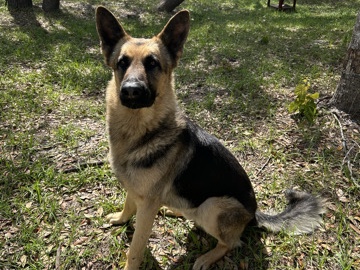 German Shepherd – German Shepherd – Orlando