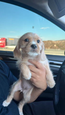 Cocker Spaniel mixed