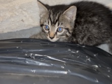 🐱 Adorable 2-Month-Old Gray Kitten Looking for a Loving Home 🐱 – Cleveland