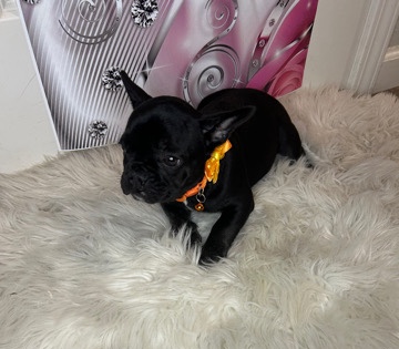 French Bulldog – Versace…..AKC Frenchie Puppy