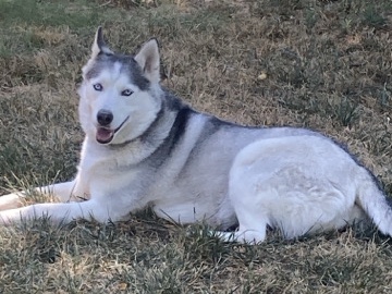 Siberian Husky – Sweet Husky Looking for Her Forever Home 🐺❤️ – Oakley