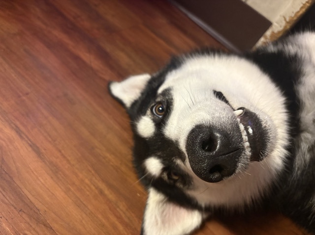 Alaskan Malamute – Alaskan Malamute (Kona) – Bloomsburg