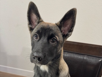 Belgian Shepherd Dog (Malinois) – belgian malinois accepting offers – Seguin