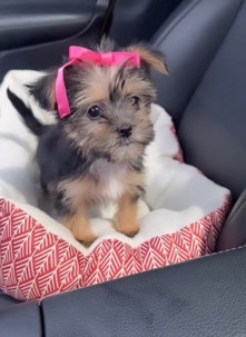 Yorkshire Terrier – Shorkie tea-cup