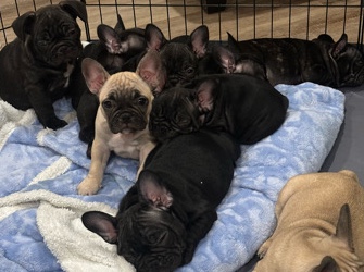 French Bulldog β French Bulldog β Phoenix