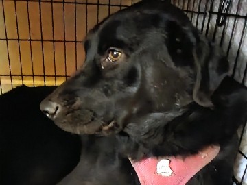 Black Lab Mix