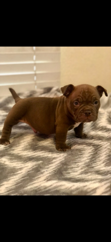 Bully Pups available
