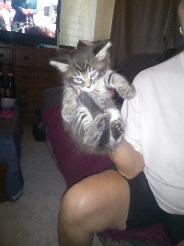 American Shorthair – to forever homes