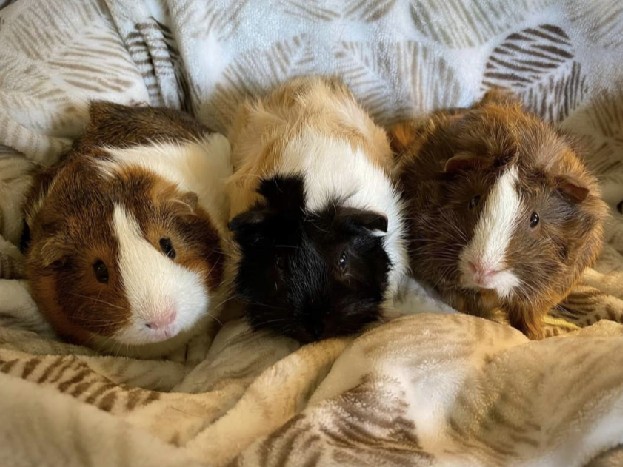 Female Guinea Pigs