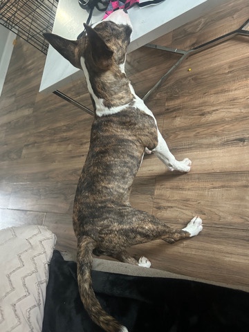 Bull and Terrier – 6 mo bull terrier