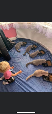 Scottish Fold – 5 beautiful kittens looking for a new home