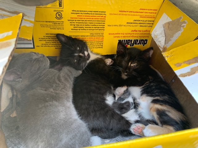 3 Kittens