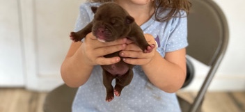 American Bulldog – exotic micro bully