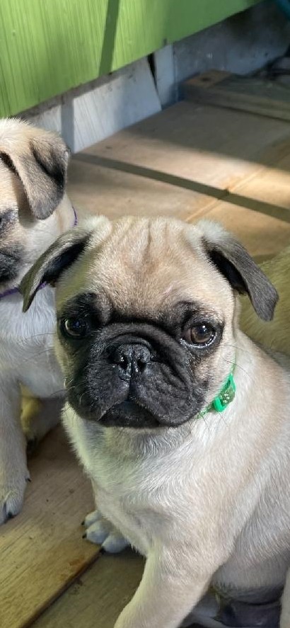 Pug – Baby Boy Pugs