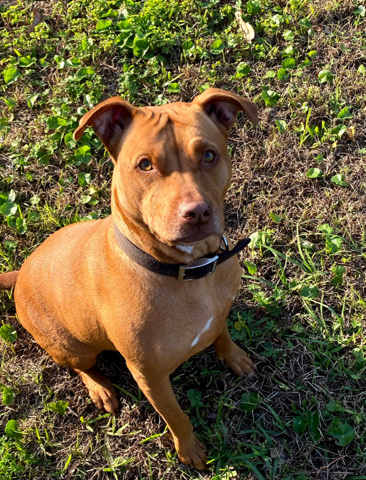 American Pit Bull Terrier – Looking for new home