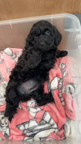 Shih Tzu – shihpoo girl