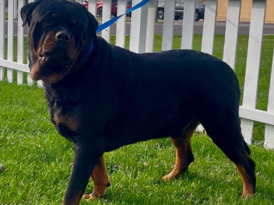 Rottie ready for adoption! 