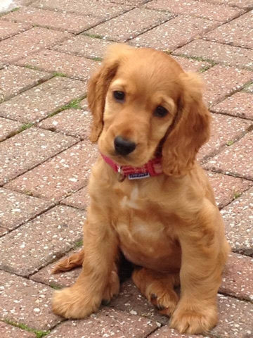 English Cocker Spaniel – puppy for sale