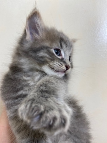 Fluffy Siberian Kittens
