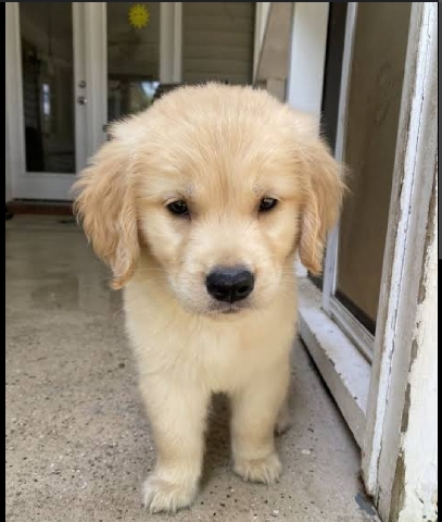 Golden Retriever – cute little 38 days old golden retriever puppy
