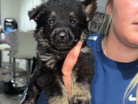 German Shepherd – German Shepard puppies