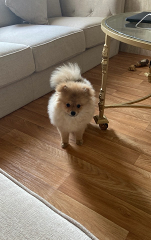 Pomeranian – male Pomeranian dog